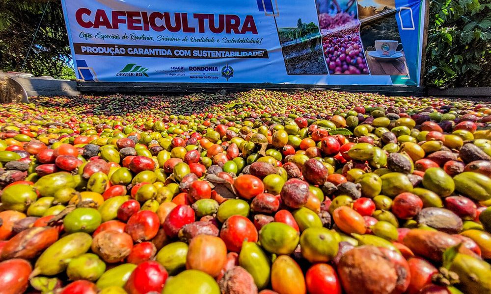 Municípios de Rondônia se destacam como grandes produtores de café