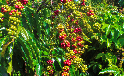 Alero no Agro: emendas fortalecem produção rural e beneficiam famílias em Costa Marques
